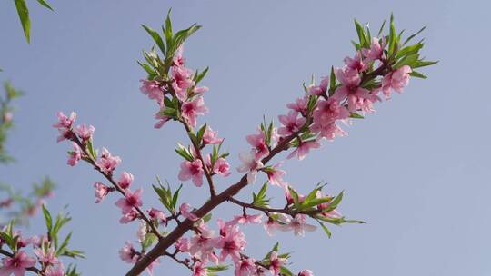 桃花素材高清1920/1080-25帧-25比特率