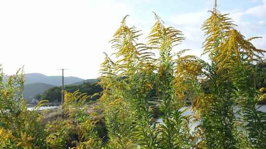 生物入侵加拿大一枝黄花泛滥