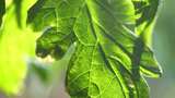 阳光下的绿色植物叶片特写高清在线视频素材下载