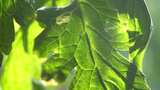阳光下的绿色植物叶片特写高清在线视频素材下载