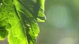 阳光下的绿色植物叶片特写高清在线视频素材下载