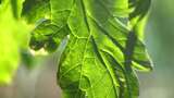 阳光下的绿色植物叶片特写高清在线视频素材下载