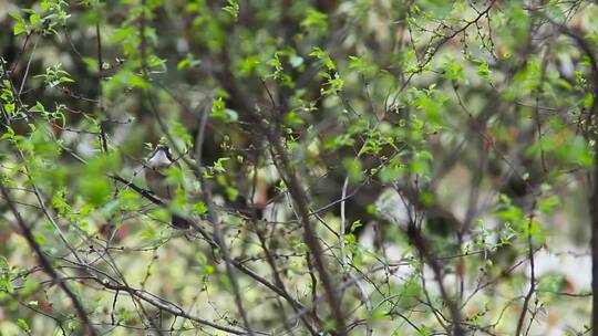 窗外小鸟、春日、绿色嫩芽 (2)