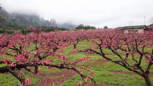 实拍桃花素材