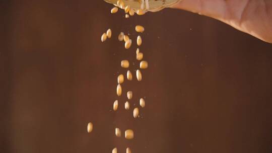 小麦麦穗慢动作-视频素材