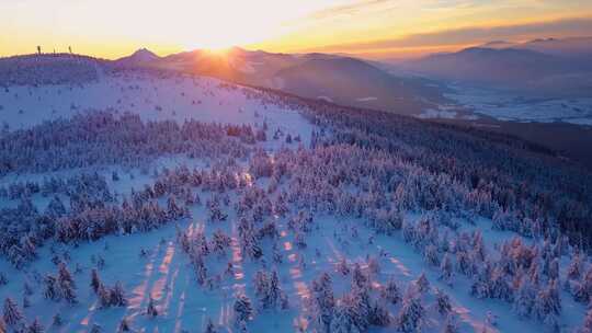 航拍日出曙光下的雪松山林