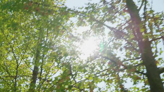 阳光速度感-划过树林视频素材模板下载
