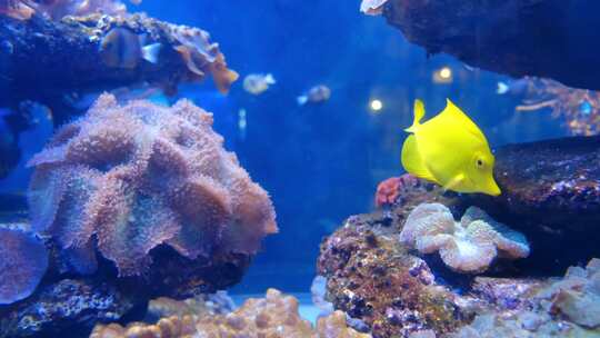 海洋水下黄色的鱼在游动