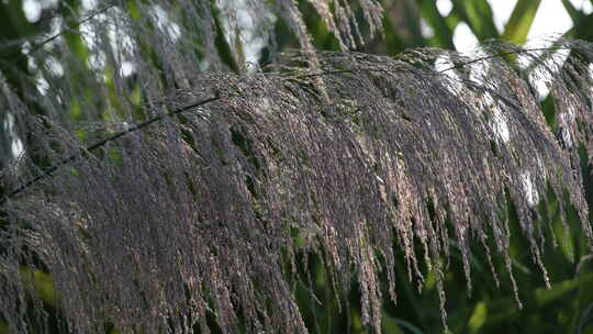 芦苇 狗尾巴草 芦花 阳光 空镜 实拍