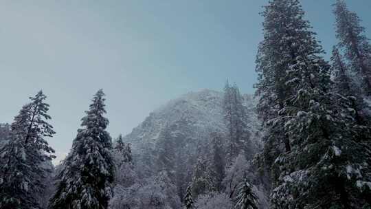 优胜美地，森林，雪，冬天