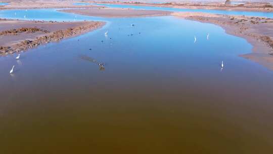 航拍黄河入海口湿地候鸟白鹭