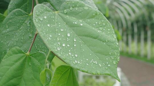下雨天树叶上的雨滴绿色植物树叶