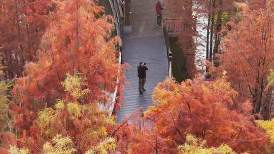 中国广东省广州市黄埔区知识城凤凰湖水杉