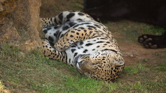 豹子躺在地上闭着眼睛