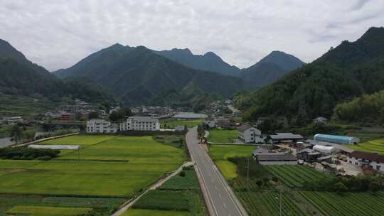 龙泉 龙泉高山 孢子粉 龙泉孢子粉