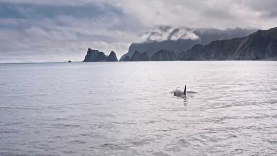 虎鲸在海洋空中游泳