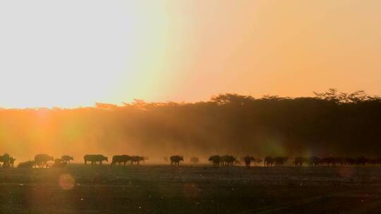 水牛在非洲草原上行走
