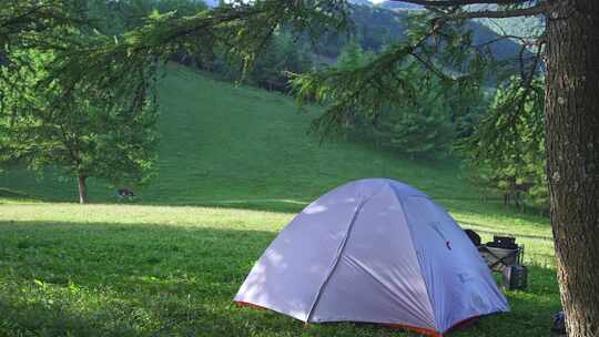 夏天高山草原树林露营