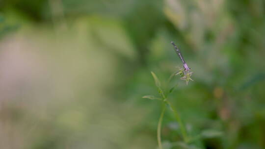 夏日蜻蜓实拍特写视频