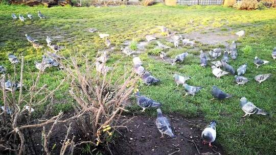 鸽子在草地上寻找食物延时视频素材模板下载