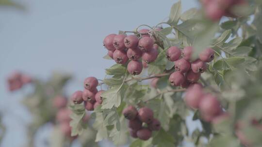 成熟的山楂山里红LOG