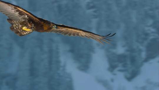 老鹰翱翔在大山之上雄伟气势8K视频素材模板下载