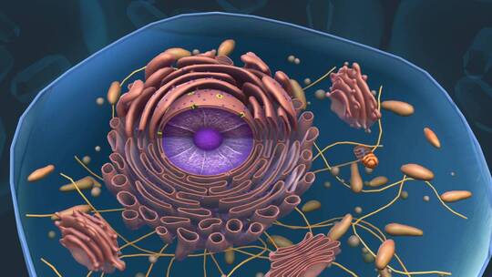 细胞核3D医学动画