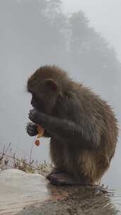 庐山猴子吃橘子皮