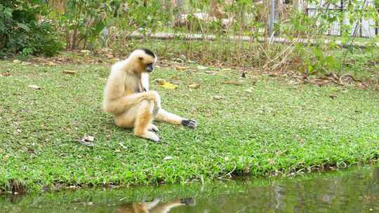 泰国考丘动物园，白颊长臂猿坐在池塘或河边视频素材模板下载