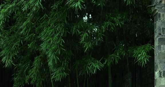 （慢镜）下雨天千年古镇乌镇翠绿的竹子