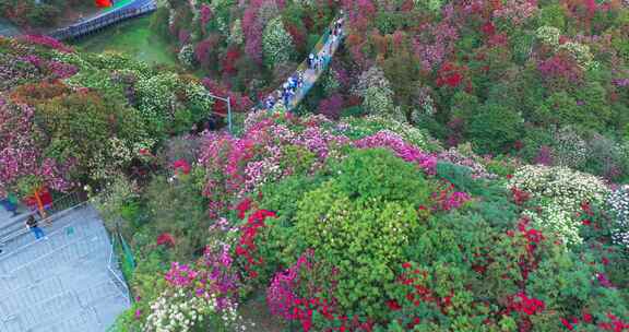 贵州毕节百里杜鹃景区航拍