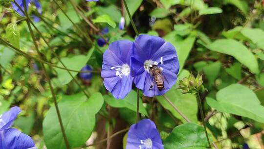 蜂蜜趴在蓝色花朵上
