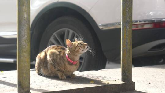 猫 小猫 猫咪 宠物 小猫咪