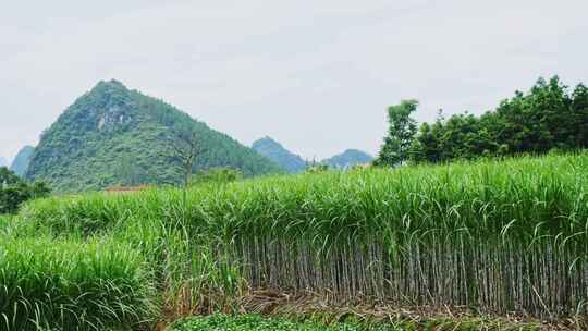 广西甘蔗种植蔗糖制糖原料乡村振兴农业田地