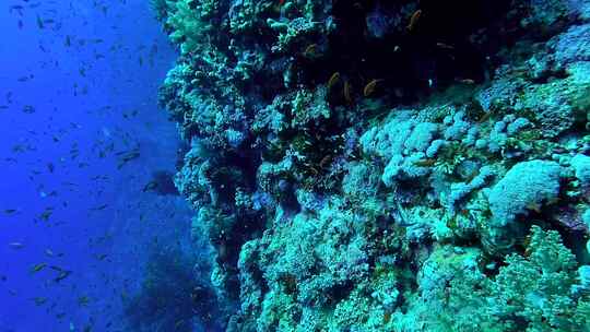 海底珊瑚礁 深海鱼群视频素材模板下载