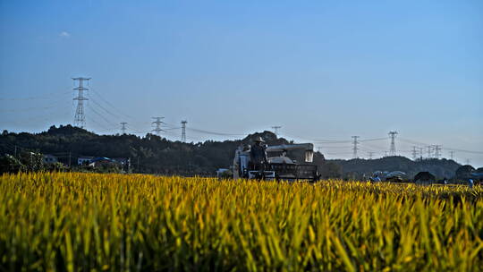 秋天农村乡村田野成熟水稻收割实拍丰收素材