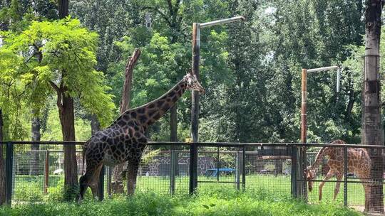 公园里的长颈鹿吃草视频素材模板下载
