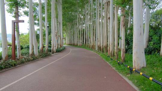 夏天阳光桉树林唯美小路道路