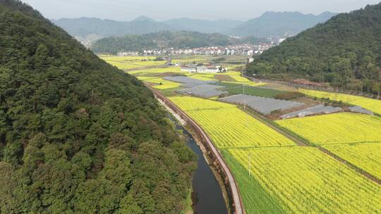 4K航拍诸暨同山油菜花海风光