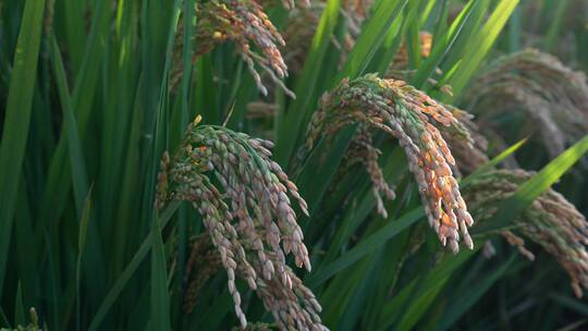 稻穗稻田粮食安全