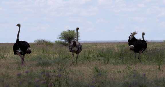 鸵鸟，Safari，高草，群