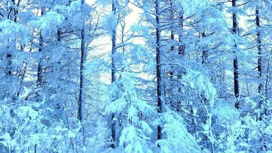 北方冬季雪松山林雾凇雪景