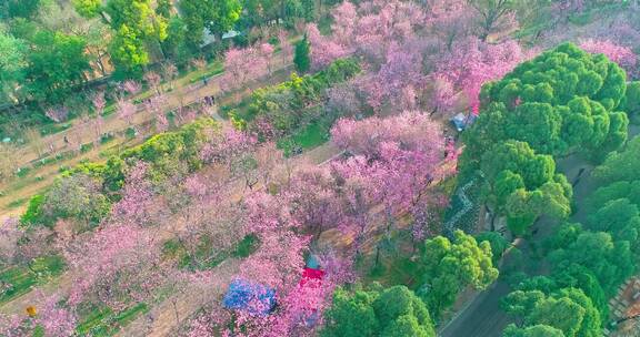 昆明圆通山春天樱花航拍