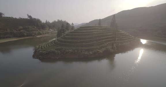 茶山 茶园 采茶