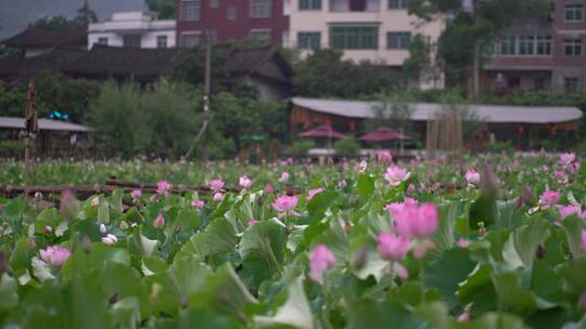 夏日 夏季 荷花 莲花 莲藕 荷叶