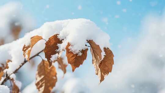 覆雪枯叶特写