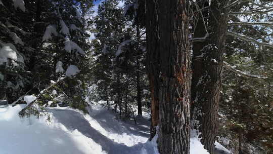 冬天在雪地里徒步穿越森林