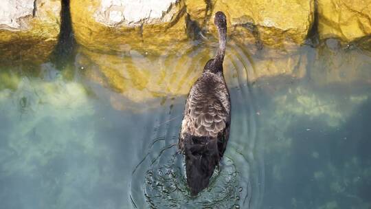 水中的黑天鹅在游动潜水觅食视频素材模板下载