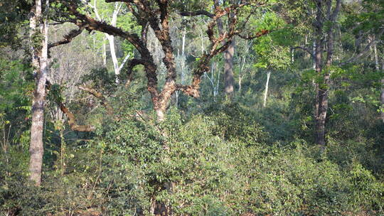 西双版纳普洱森林树林茶树古茶树视频素材模板下载