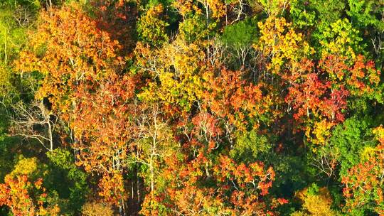 鸟瞰泰国充满活力的彩色落叶林。4K。